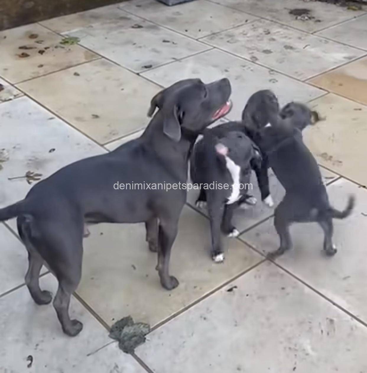 Staffordshire Bull Terrier puppy 6 Staffordshire Bull Terrier puppy - Image 6