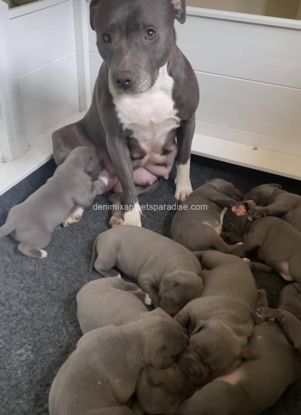 Staffordshire Bull Terrier puppy 5 Staffordshire Bull Terrier puppy - Image 5