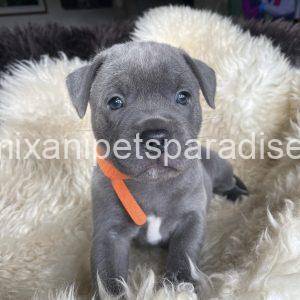 Staffordshire Bull Terrier puppy