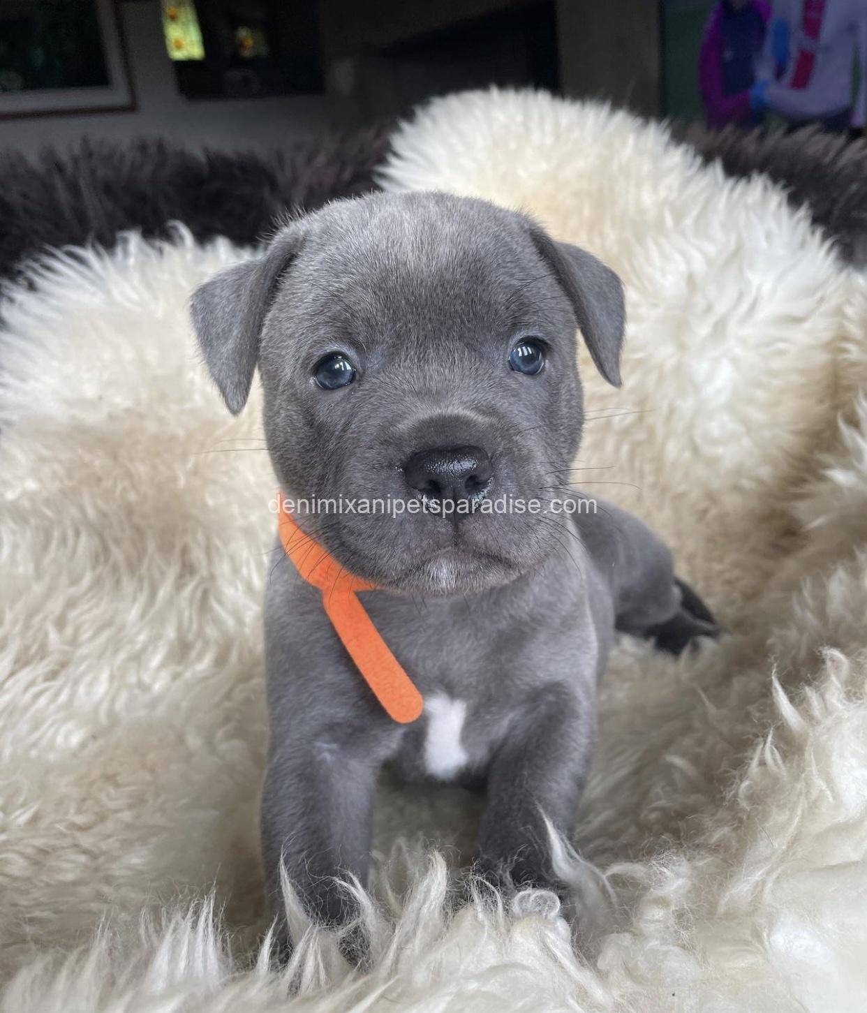 Staffordshire Bull Terrier puppy 1 Staffordshire Bull Terrier puppy