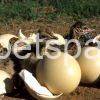 Ostrich Eggs eggs for sale