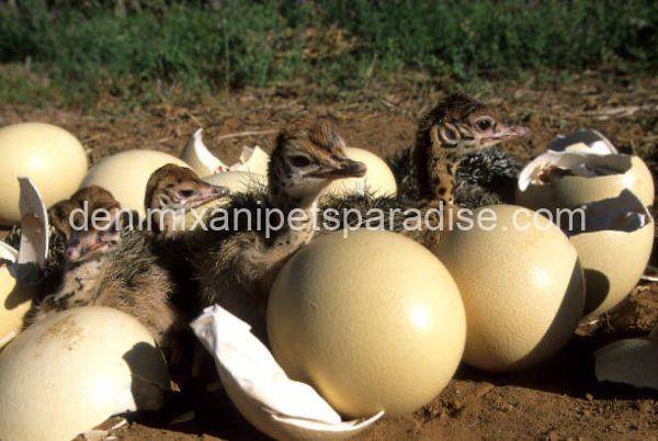 Ostrich Eggs eggs for sale