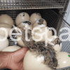 Ostrich Eggs eggs for sale