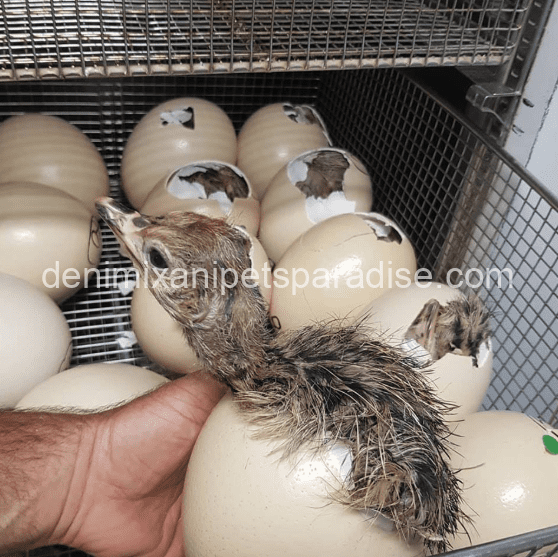 Fertile Ostrich Eggs 1 Ostrich Eggs eggs for sale