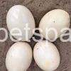 Ostrich Eggs eggs for sale