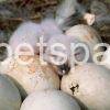 Fertile Owl Eggs for sale