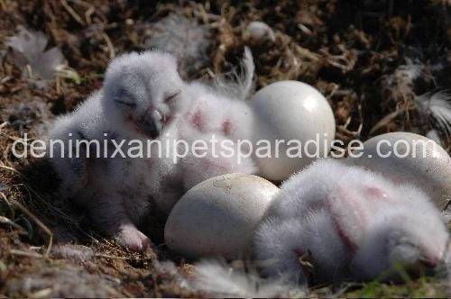 Fertile Owl Eggs 3 Fertile Owl Eggs for sale