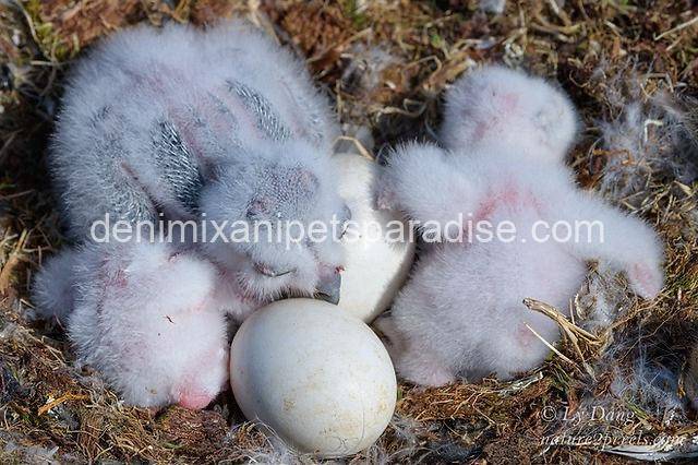Fertile Owl Eggs 5 Fertile Owl Eggs for sale