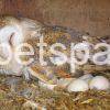 Fertile Owl Eggs for sale