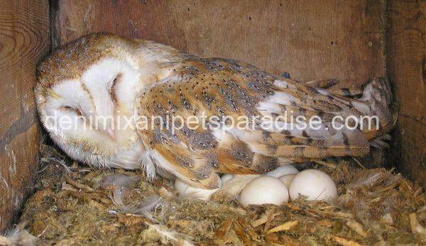 Fertile Owl Eggs for sale