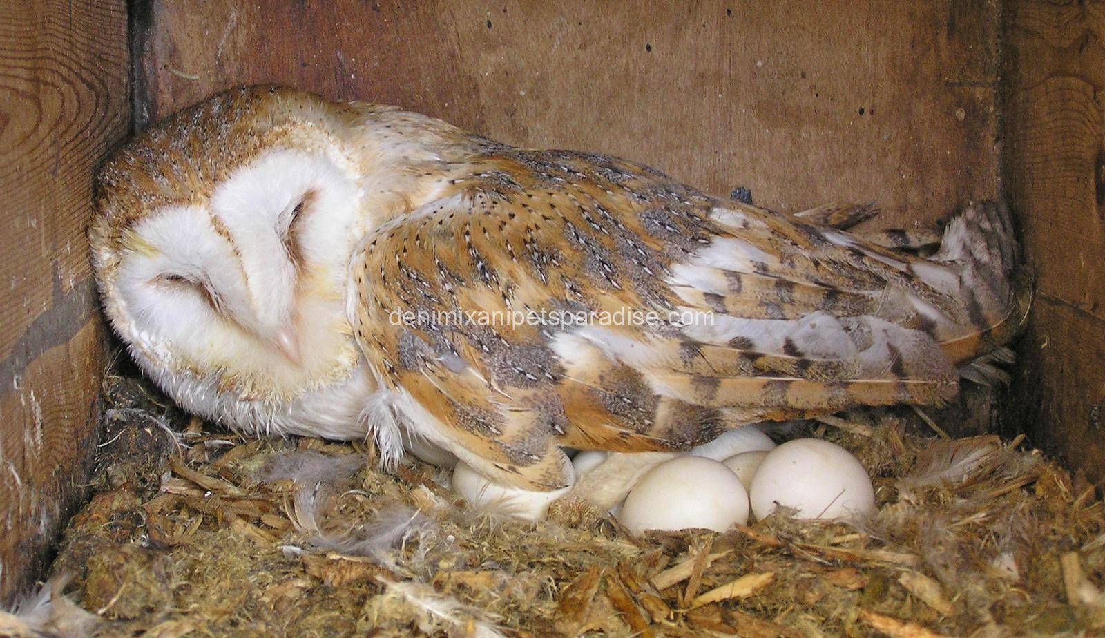 Fertile Owl Eggs 6 Fertile Owl Eggs for sale