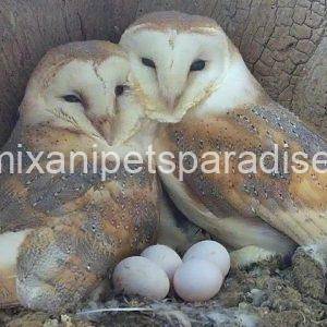 Fertile Owl Eggs for sale