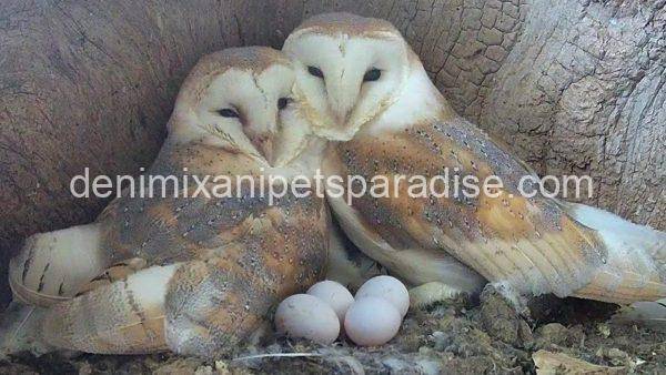 Fertile Owl Eggs for sale