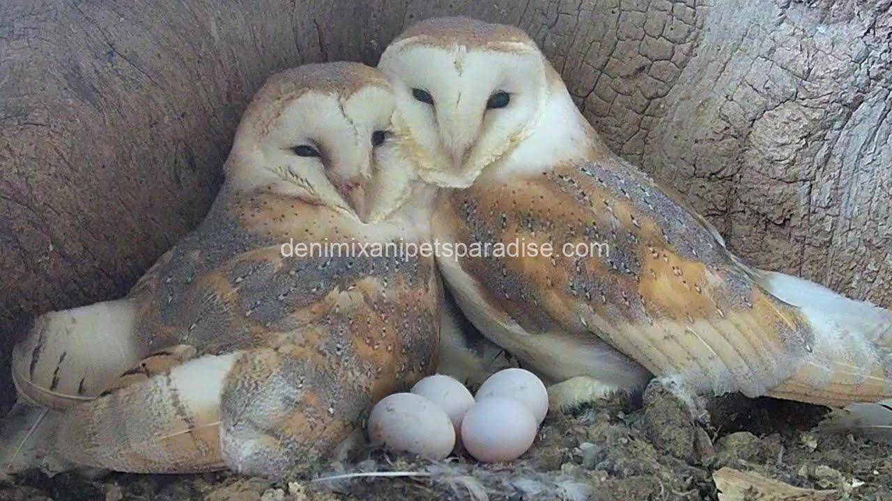 Fertile Owl Eggs 1 Fertile Owl Eggs for sale