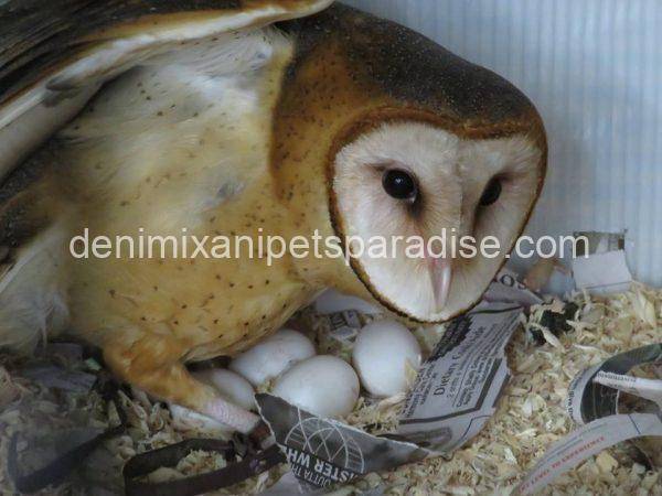 Fertile Owl Eggs for sale