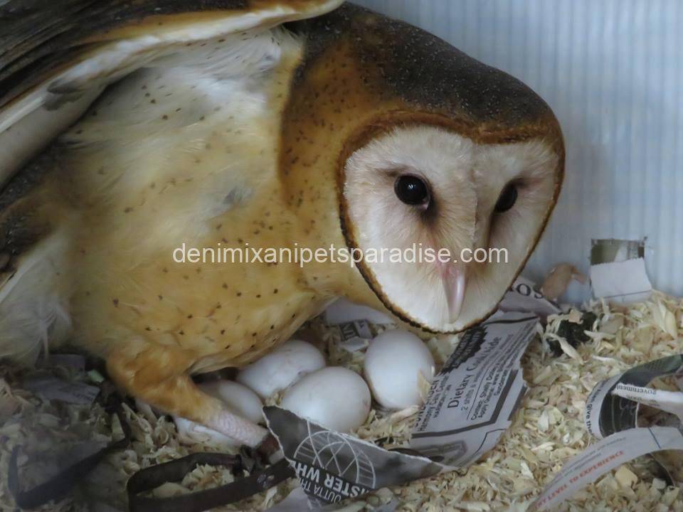 Fertile Owl Eggs 2 Fertile Owl Eggs for sale