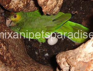 Fertile Amazon Eggs 2 Fertile Amazon Eggs