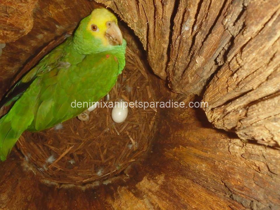 Fertile Amazon Eggs 3 Fertile Amazon Eggs