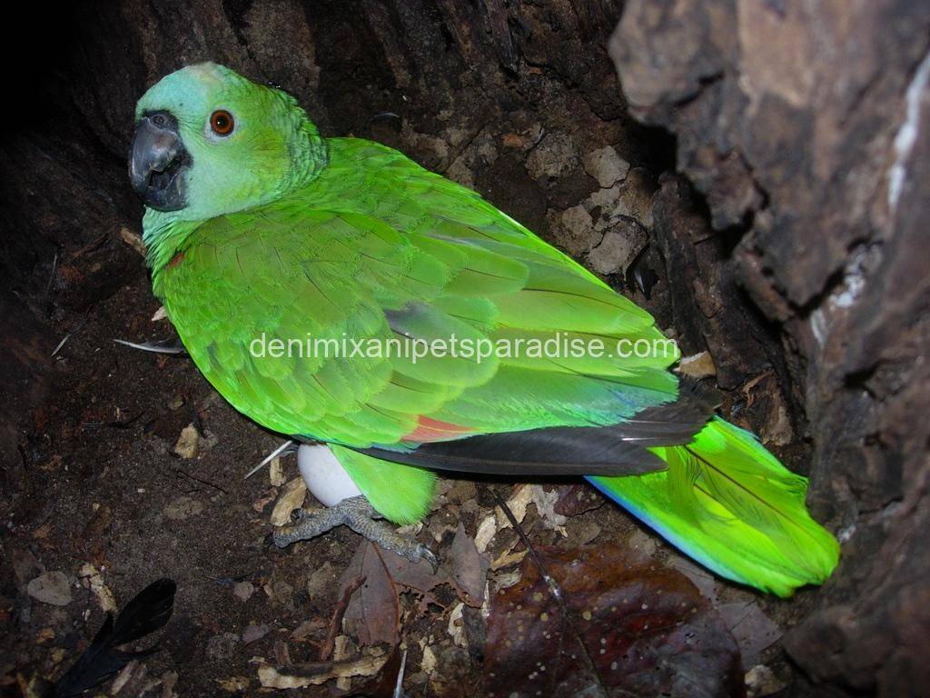 Fertile Amazon Eggs 4 Fertile Amazon Eggs