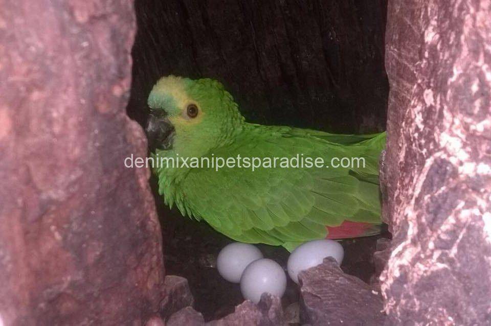 Fertile Amazon Eggs 1 Fertile Amazon Eggs