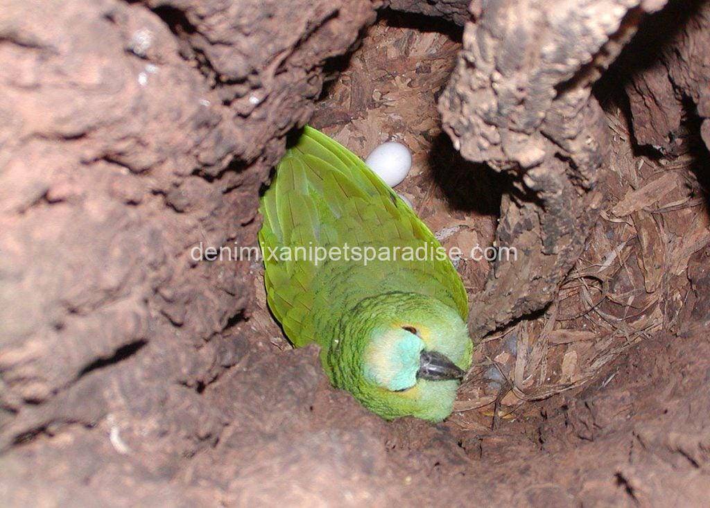 Fertile Amazon Eggs 5 Fertile Amazon Eggs