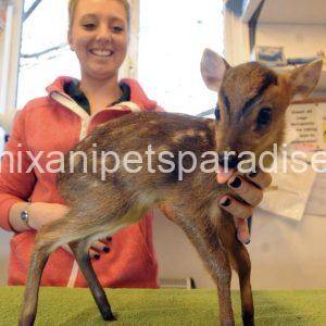Muntjac deer