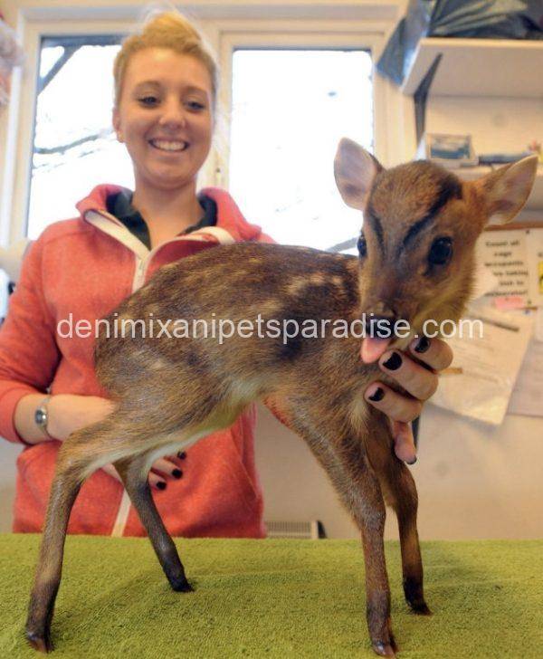 Muntjac deer