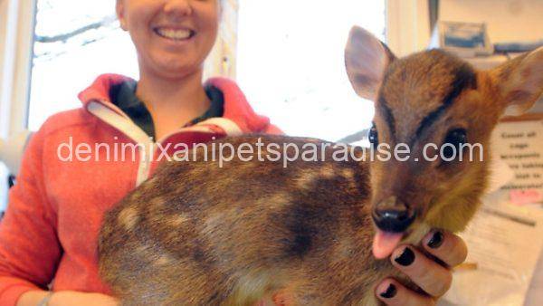 Muntjac deer - Image 2