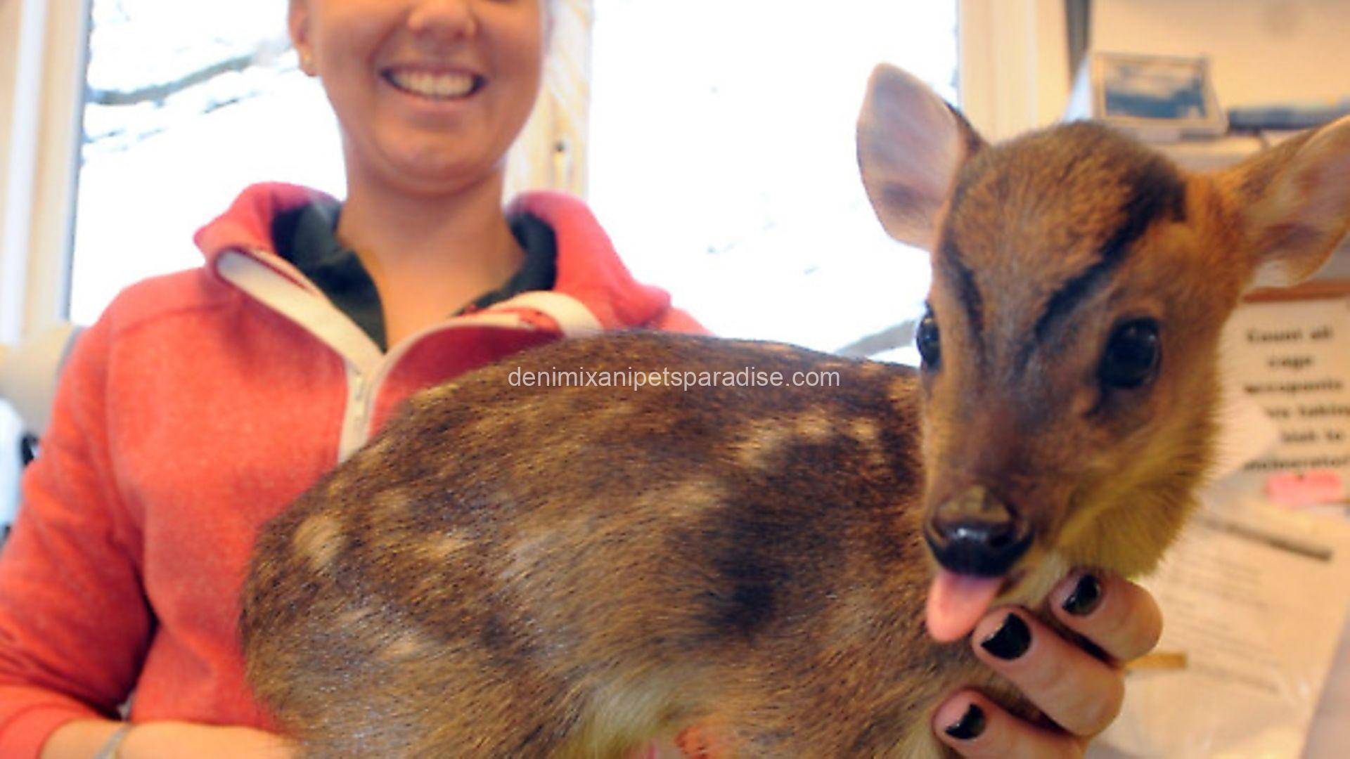 Muntjac deer 2 Muntjac deer - Image 2
