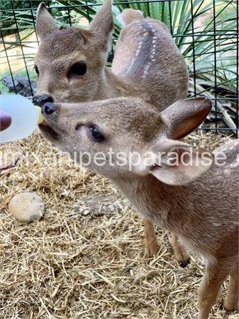 Hog Deer 5 Hog Deer - Image 5