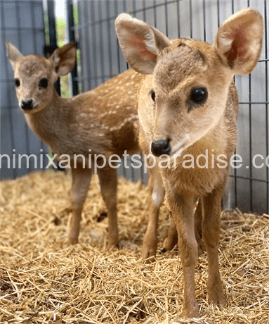 Hog Deer 1 Hog Deer