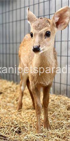 Hog Deer 6 Hog Deer - Image 6