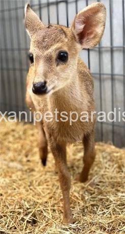 Hog Deer 7 Hog Deer - Image 7