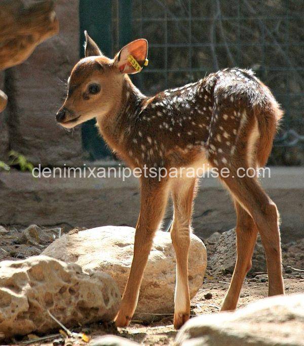 White-tailed deer fawn 3 White-tailed deer fawn - Image 3