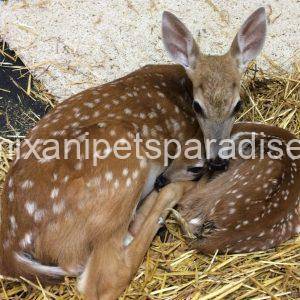 White-tailed deer fawn