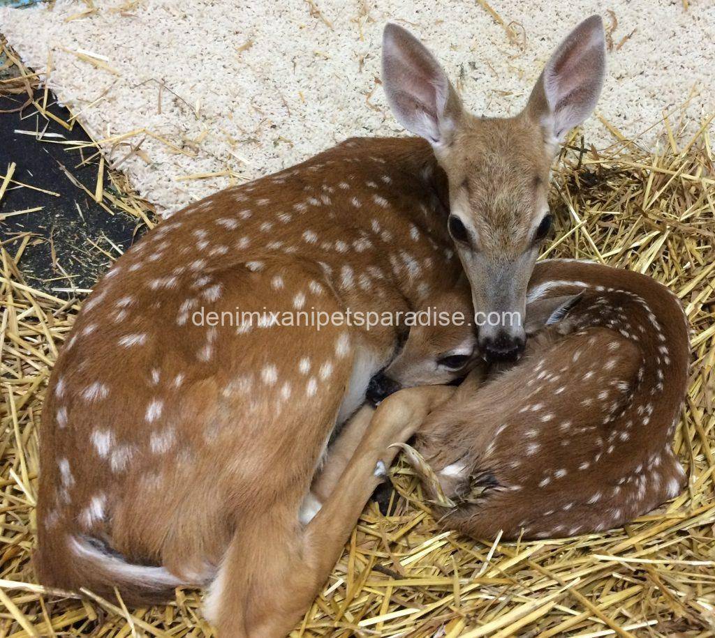 White-tailed deer fawn 1 White-tailed deer fawn