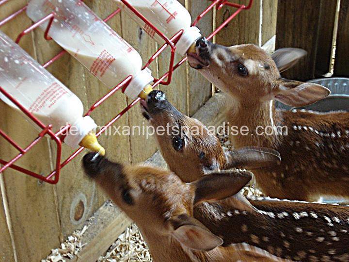 White-tailed deer fawn 5 White-tailed deer fawn - Image 5