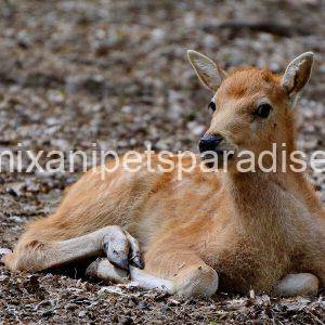 Pere David's deer