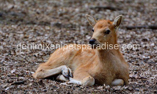 Pere David's deer