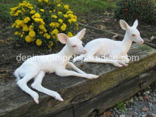 Baby Albino Deer - Image 4