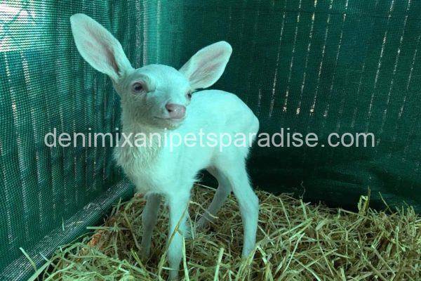 Baby Albino Deer - Image 2