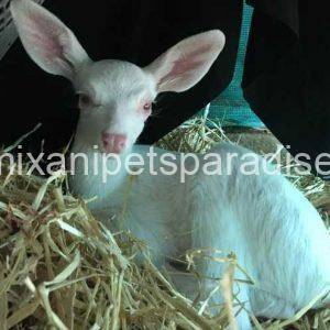 Baby Albino Deer