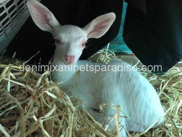 Baby Albino Deer