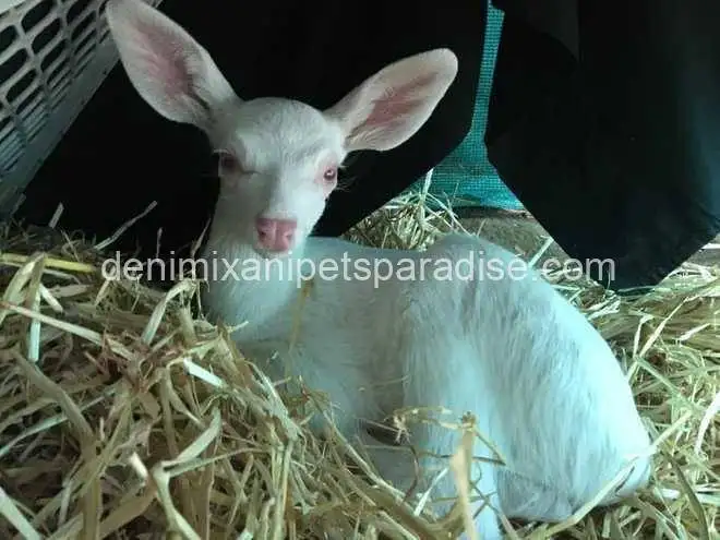Baby Albino Deer 1 Baby Albino Deer