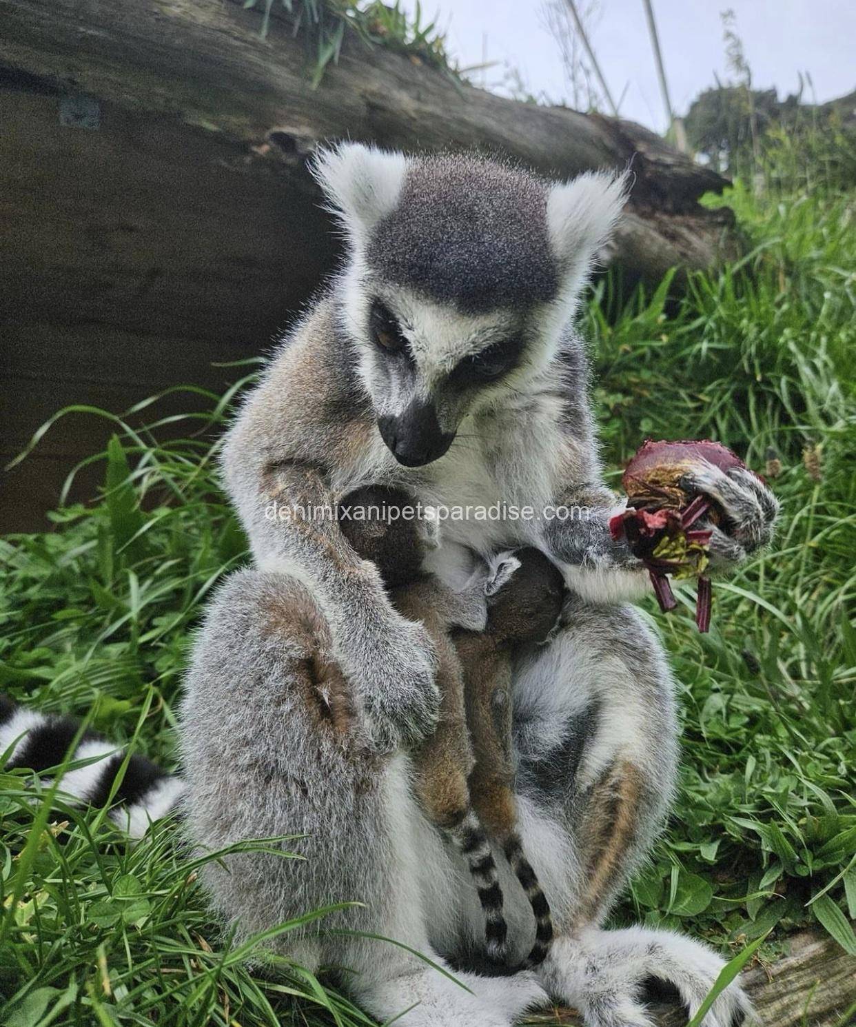 Ring tailed lemur 5 Ring tailed lemur - Image 5