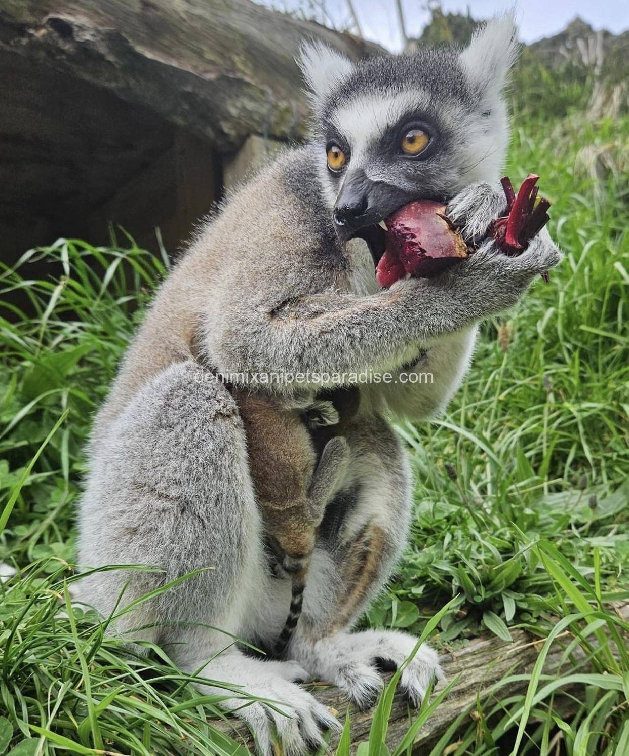 Ring tailed lemur 6 Ring tailed lemur - Image 6