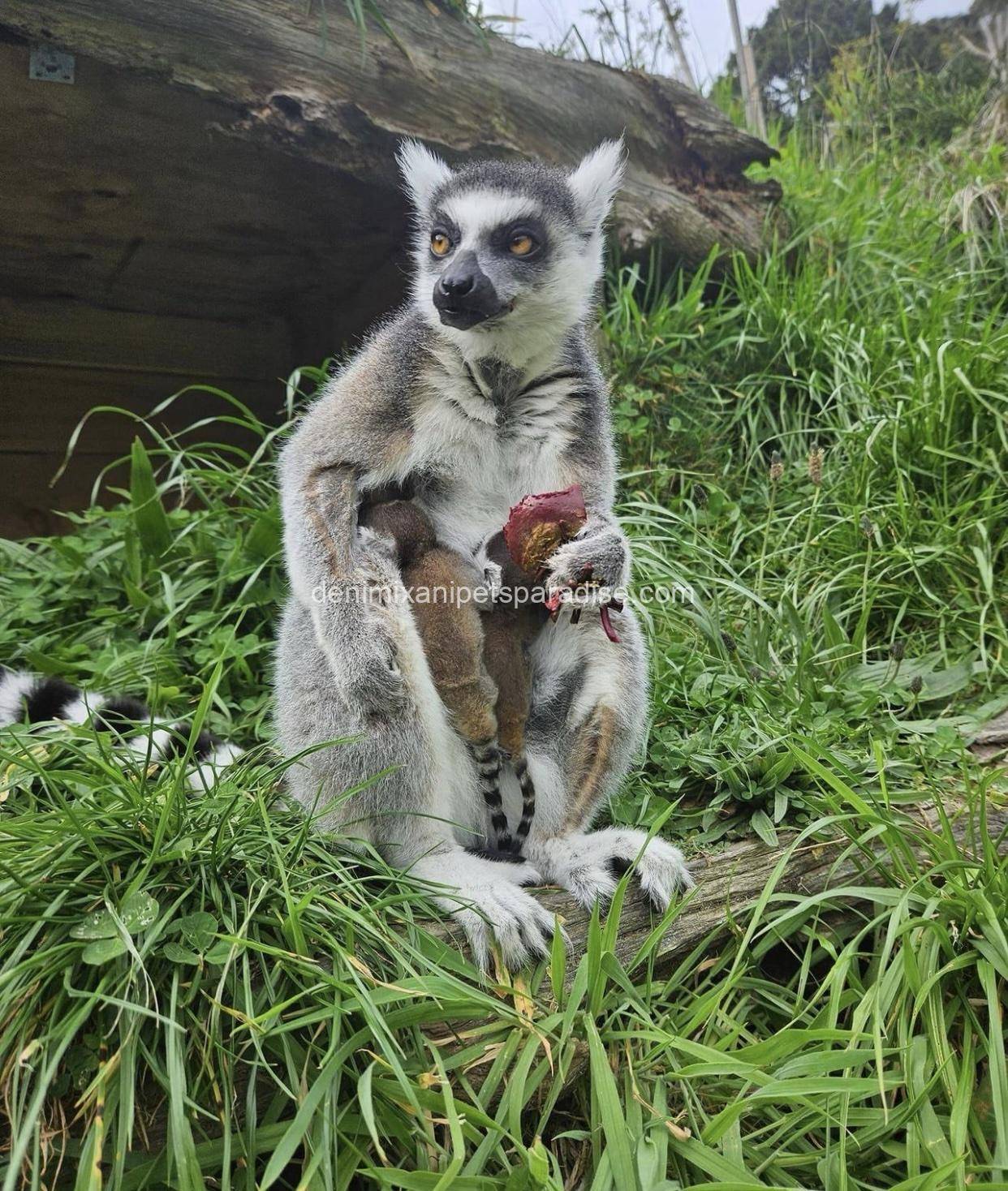 Ring tailed lemur 7 Ring tailed lemur - Image 7