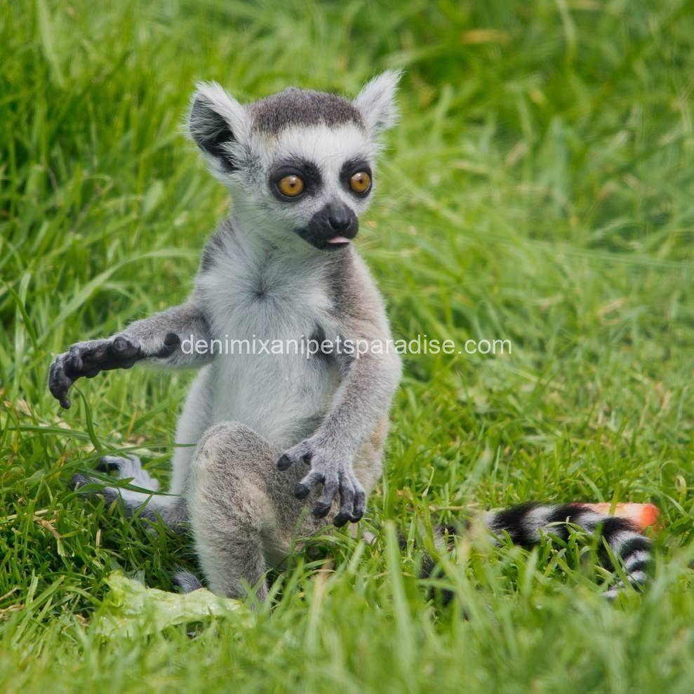 Ring tailed lemur 4 Ring tailed lemur - Image 4