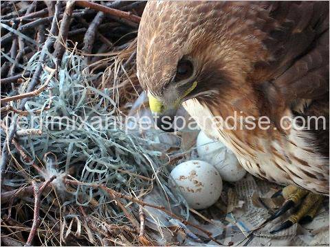Fertile Hawk Eggs 2 Fertile Hawk Eggs - Image 2