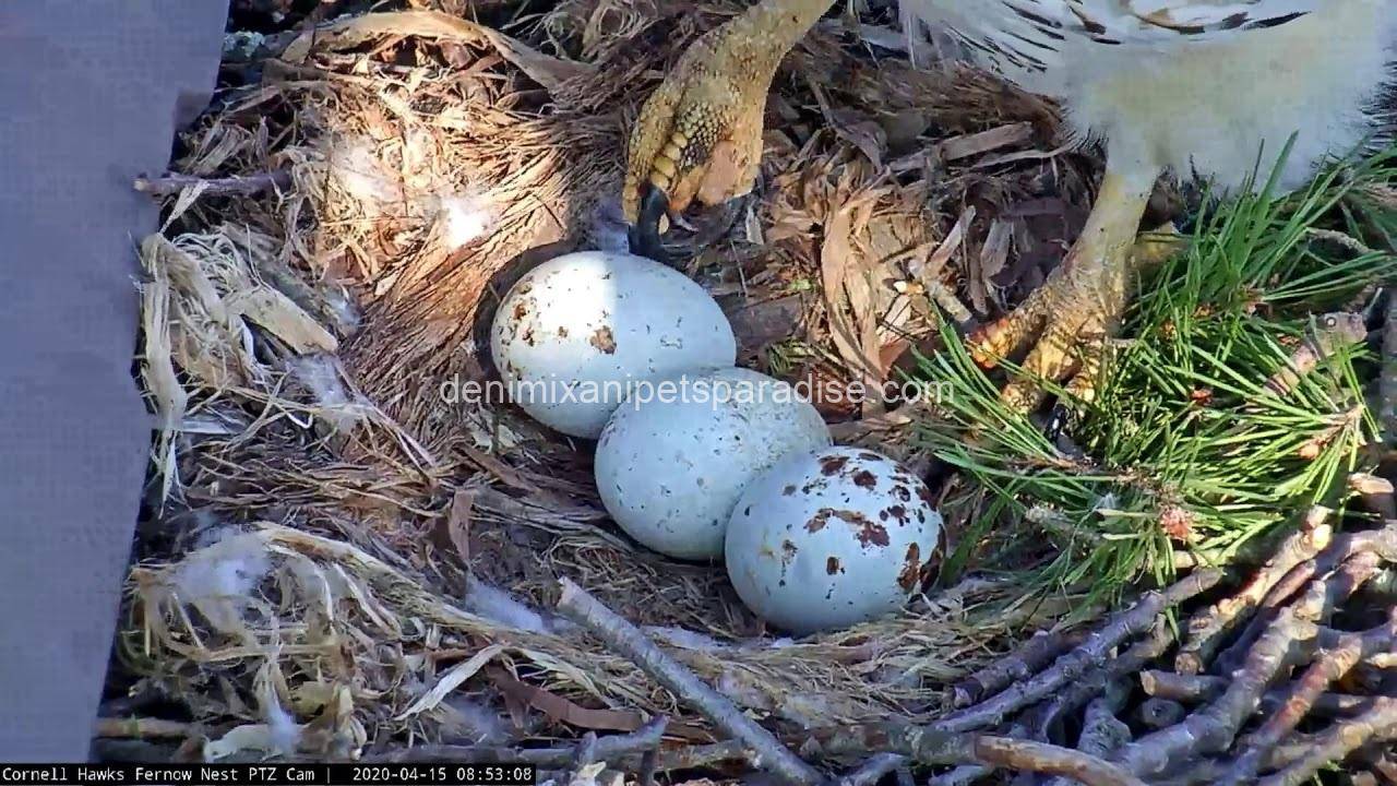 Fertile Hawk Eggs 3 Fertile Hawk Eggs - Image 3